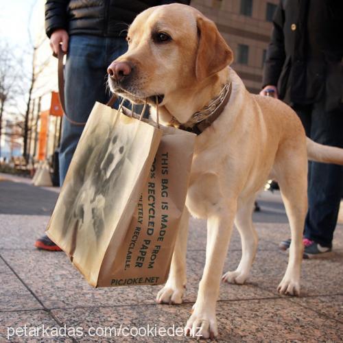 cookie Erkek Amerikan Cocker Spaniel