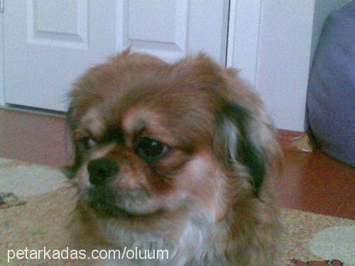 romeo Erkek Pekingese