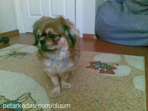 romeo Erkek Pekingese