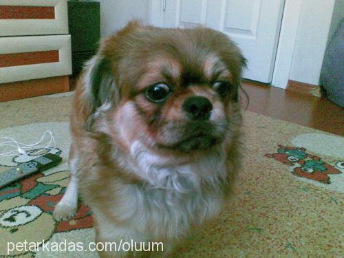 romeo Erkek Pekingese