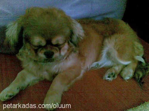 romeo Erkek Pekingese