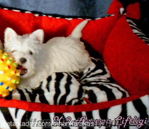 çakıl Erkek West Highland White Terrier