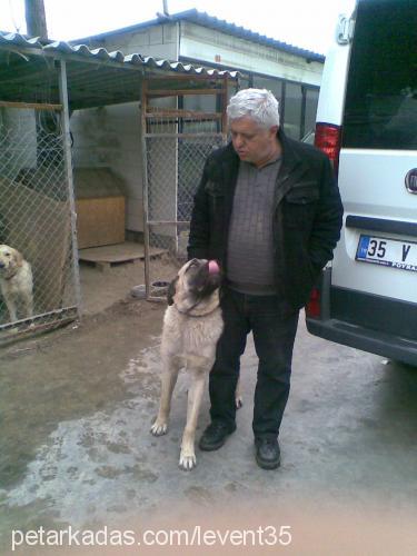 bulut Erkek Kangal