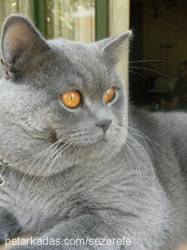 sezarefe Erkek British Shorthair