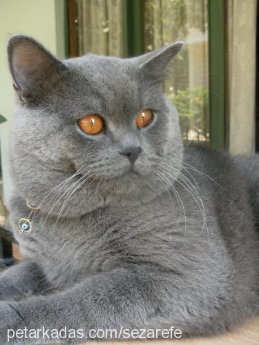 sezarefe Erkek British Shorthair