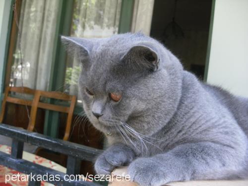 sezarefe Erkek British Shorthair