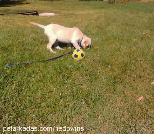 toprak Erkek Labrador Retriever