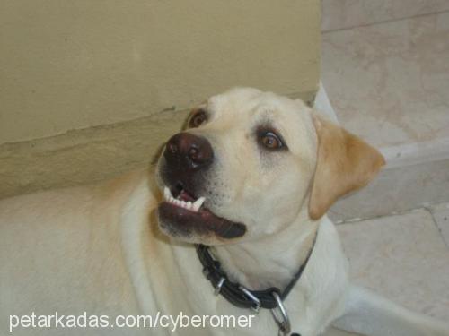 joker Erkek Labrador Retriever