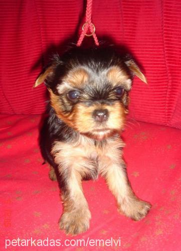 papininbebekler Erkek Yorkshire Terrier