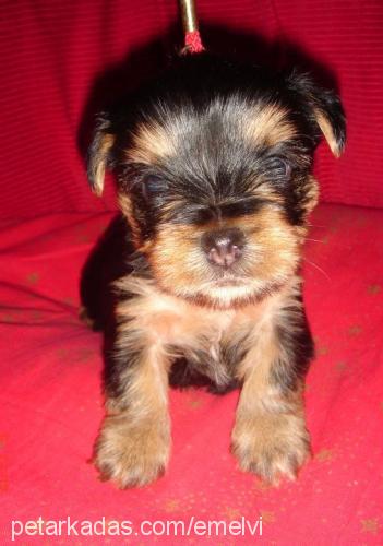 papininbebekler Erkek Yorkshire Terrier