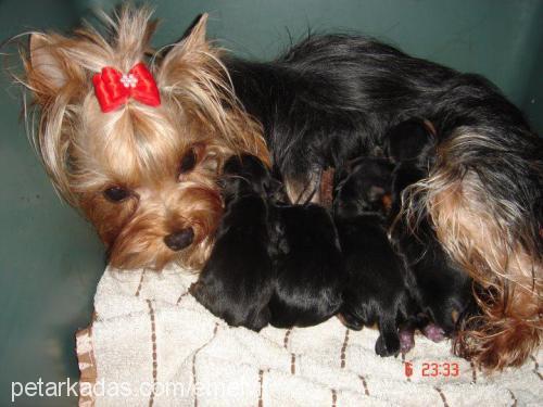 papininbebekler Erkek Yorkshire Terrier