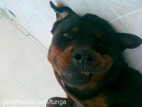 Çakıl Dişi Rottweiler