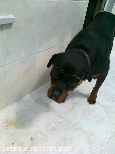 Çakıl Dişi Rottweiler