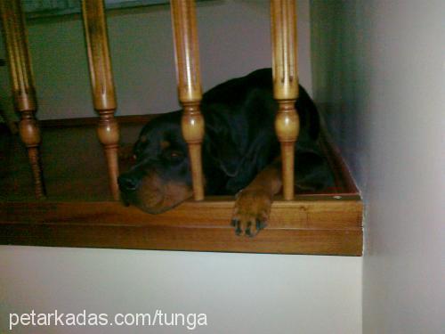 Çakıl Dişi Rottweiler