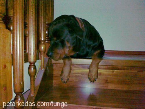 Çakıl Dişi Rottweiler