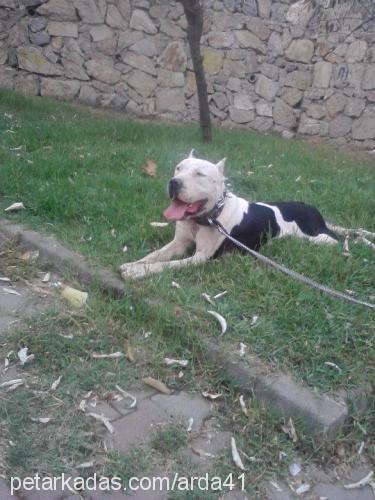 bia Dişi Amerikan Pitbull Terrier