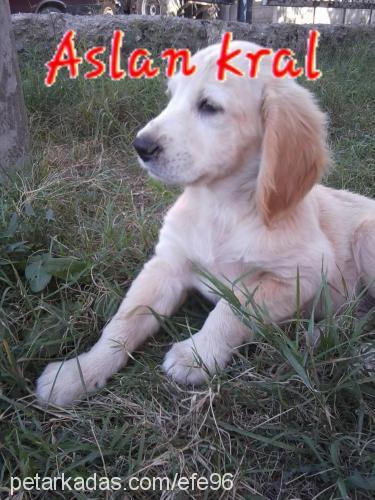 suzzy Dişi Golden Retriever