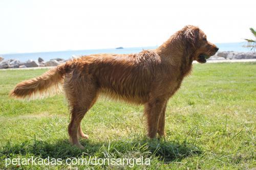 doris Dişi Golden Retriever