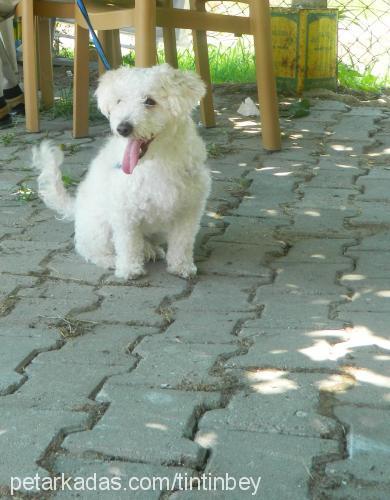 tintin Erkek Bichon Frise