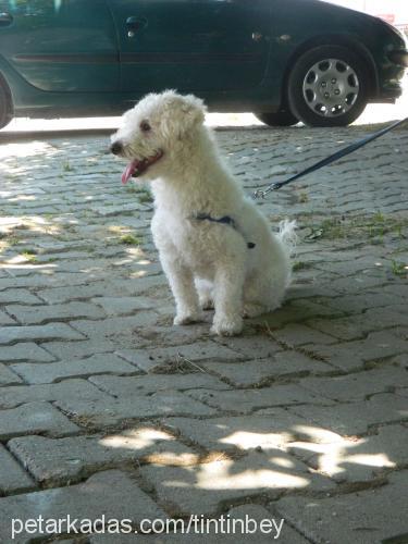 tintin Erkek Bichon Frise