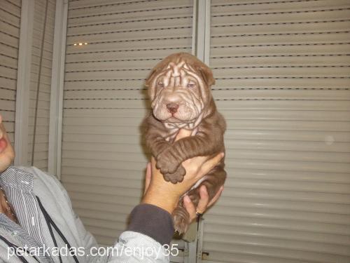 sisi Dişi Çin Shar-Pei