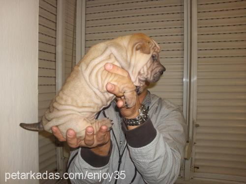 sisi Dişi Çin Shar-Pei