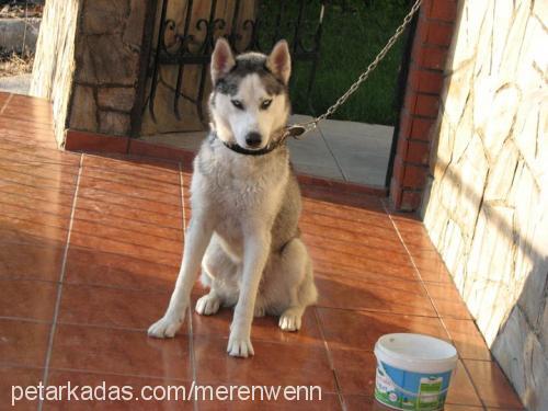 whiskey Erkek Sibirya Kurdu (Husky)