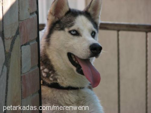 whiskey Erkek Sibirya Kurdu (Husky)