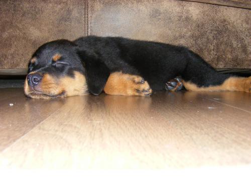 hera Dişi Rottweiler