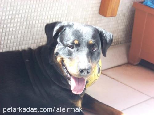 yargıç Erkek Rottweiler