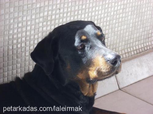 yargıç Erkek Rottweiler