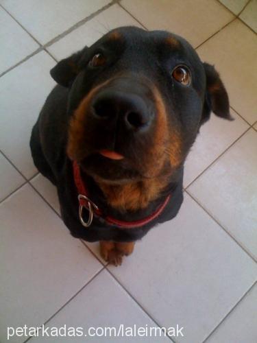 yargıç Erkek Rottweiler