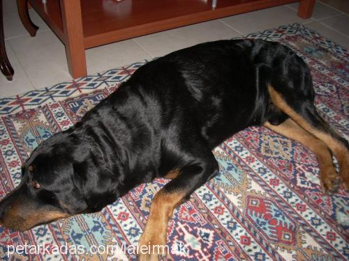 yargıç Erkek Rottweiler