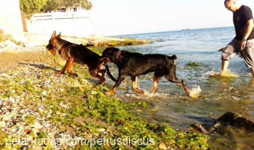 vena Dişi Alman Çoban Köpeği