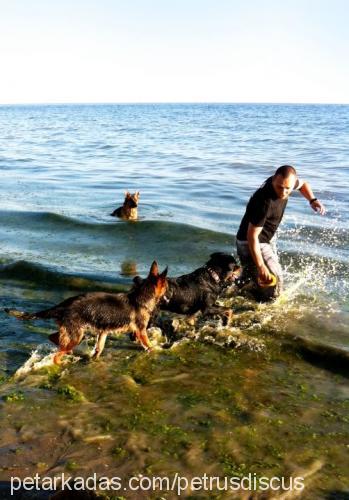 vena Dişi Alman Çoban Köpeği