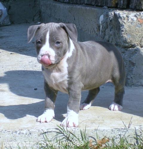 german Erkek Amerikan Staffordshire Terrier