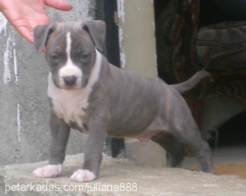 german Erkek Amerikan Staffordshire Terrier