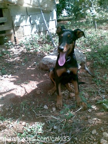 çaki Dişi Doberman Pinscher