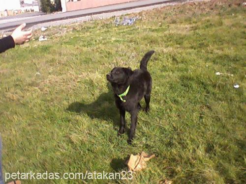 res Erkek Flat Coated Retriever