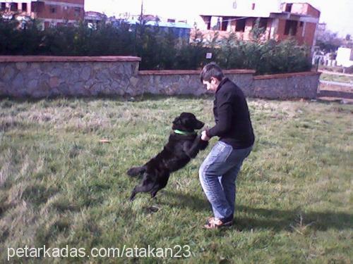 res Erkek Flat Coated Retriever