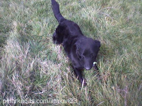 res Erkek Flat Coated Retriever