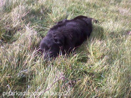 res Erkek Flat Coated Retriever