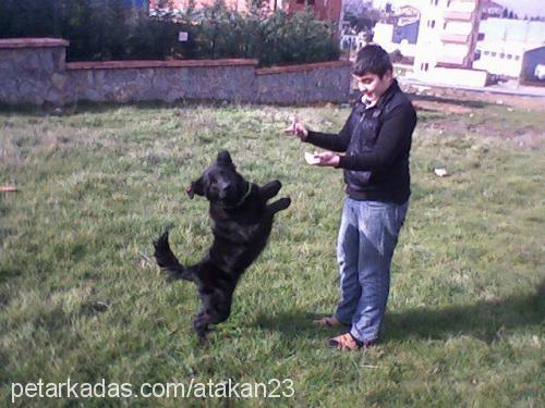 res Erkek Flat Coated Retriever