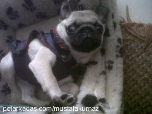 lidya Dişi Pug