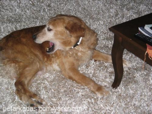 Şİla Dişi Golden Retriever