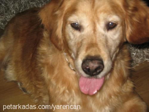 Şİla Dişi Golden Retriever