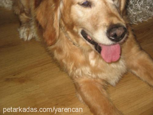 Şİla Dişi Golden Retriever