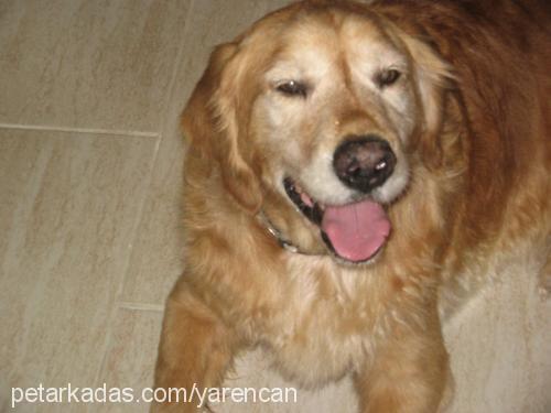 Şİla Dişi Golden Retriever