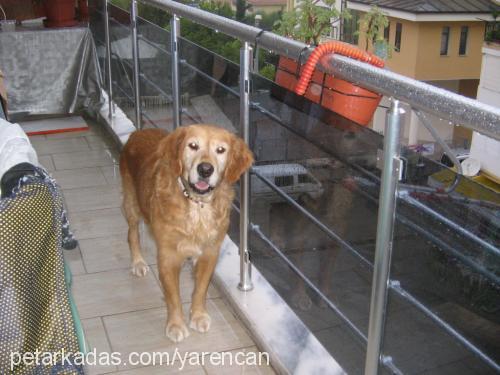 Şİla Dişi Golden Retriever