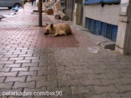 pamuk Dişi Alman Çoban Köpeği